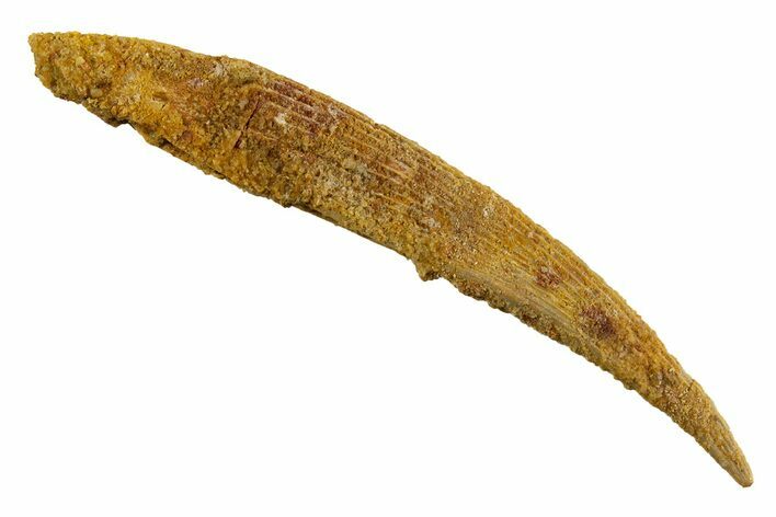 Fossil Shark (Hybodus) Dorsal Spine - Kem Kem Beds, Morocco #329265